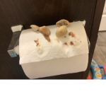 Toilet paper with poop x chocolate yummy stuff