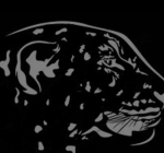Leopard unit united