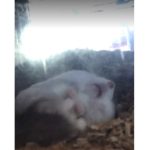 Little furry’s