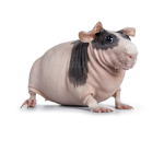 The RAT TATS