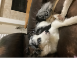 Dog fan army