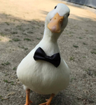 Silly Geese Studios!