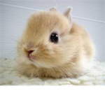 De FluffyBunnys