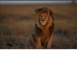 Lion's roleplay game <3