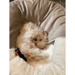 Sweet and cute puppy