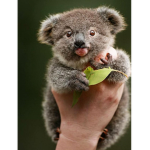For People Who Want To Save The Koalas!