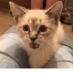 Made by 12mittensmycat lol