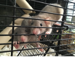 E e e e rats