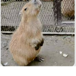 -CapybaraLand-