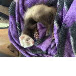 Ferret bug