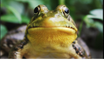 LOOK AT THIS DUDE HE IS BLIND