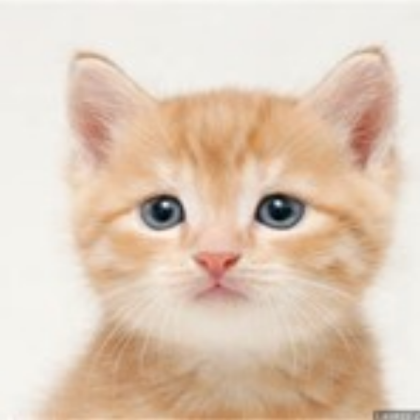 Cat Roblox decal