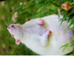 We need more rats