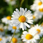 Dazzling daisies
