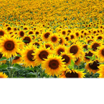 Sunflower fan group