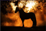 Sunny Side Stables Academy