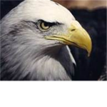 Summitt Eagles