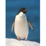 penguin-mafia