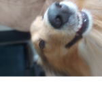 DOGGYS!!!