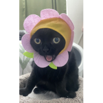 Jinx the cat