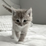 Lovely Kittens <3