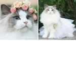 Ragdoll cat army