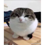 adrr