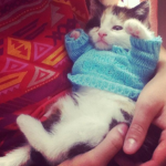 Kittens In Sweaters