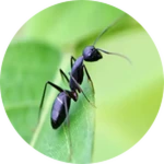 Ant 8
