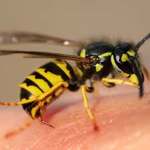 Wasp Swarm Simulator