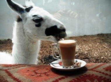 Llama Cafe