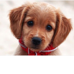 Doggy Day Fans