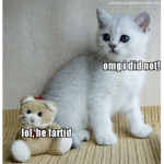 .kitten.