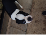 Puppy's are adorable group
