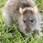 The Rats {DSBA}