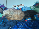 D2 gang