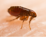 The good fleas