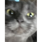 BIGGESTcaT