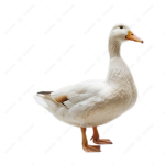 Clothings by a Duck