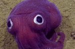 Squidy Games