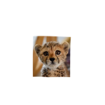 Animal Sim Team