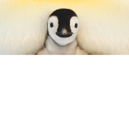 Penguins Life [BETA]