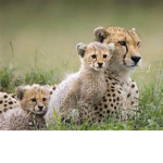 Cheetahs For Life