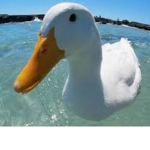 Duckie and Friends!