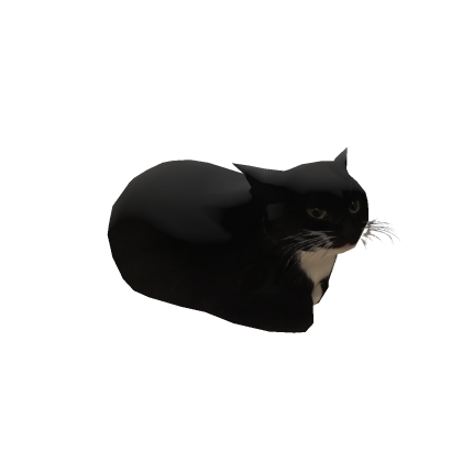 kitty