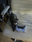 The Ferret Fanclub