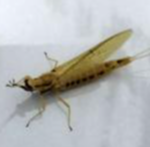 The Big Bug Union