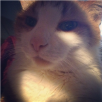 cat likers group