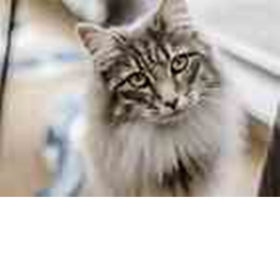 cats are adorable fan clubs CAT CITY