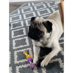 Pugs_pups